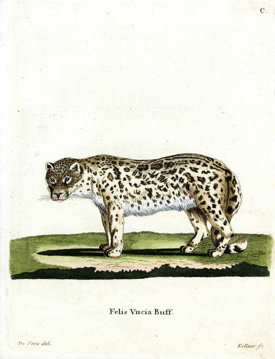 Snow Leopard (kolorowy grawerunek) autorstwa German School