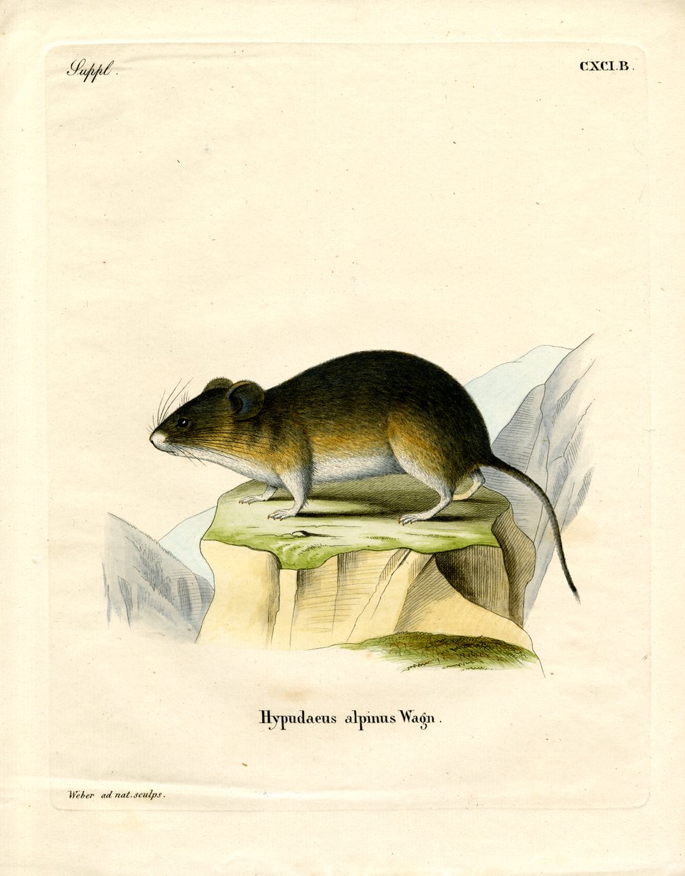 Snow Vole (kolorowy grawerunek) autorstwa German School