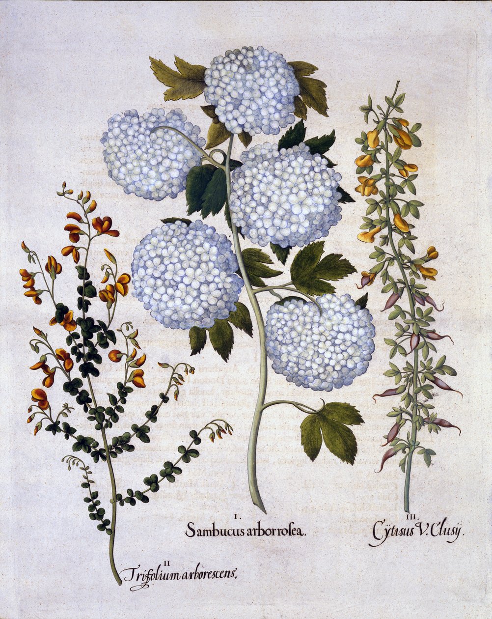 Kalina śnieżna, miotła ogrodowa, nisko rosnąca miotła alpejska, z Hortus Eystettensis, autorstwa Basila Beslera (1561-1629), wyd. 1613 (grawerowanie ręcznie kolorowane) autorstwa German School