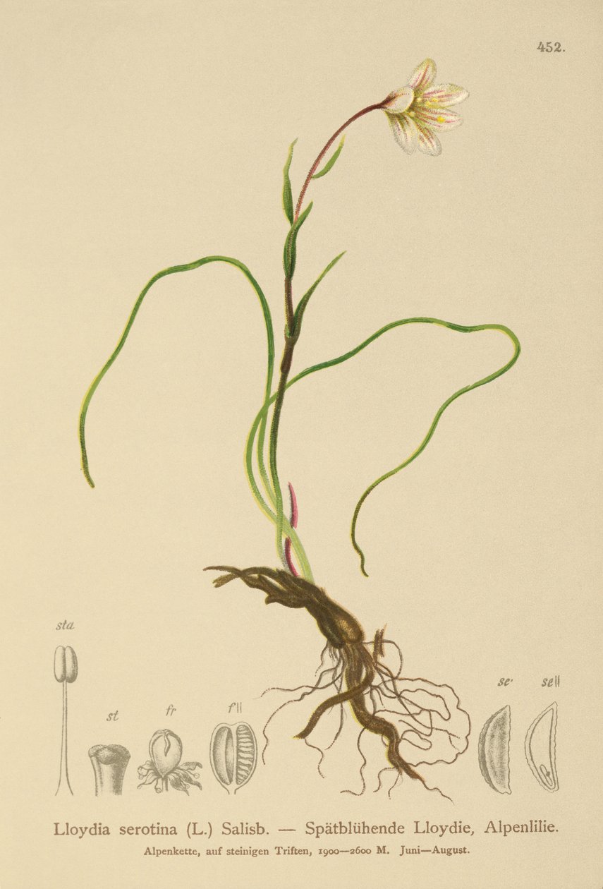 Snowdon Lily (Lloydia serotina, Gagea serotina, Lloydia alpina, Lloydia striata) autorstwa German School
