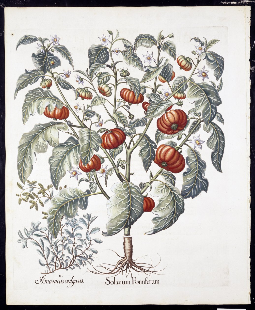 Solanum Pomiferum z Hortus Eystettensis autorstwa Basila Beslera (1561-1629) pub 1613 (ręcznie barwiony grawerunek) autorstwa German School
