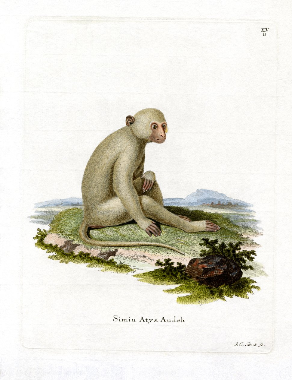 Sooty Mangabey (kolorowy grawerunek) autorstwa German School