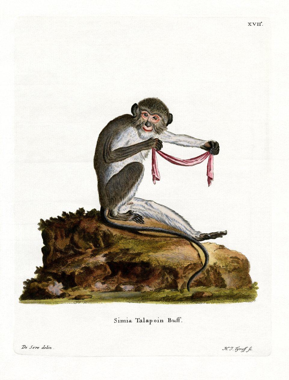 Southern Talapoin (kolorowy grawerunek) autorstwa German School