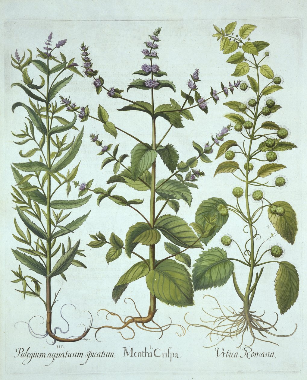 Mięta zielona, pokrzywa rzymska i mięta długolistna, z Hortus Eystettensis, autorstwa Basila Beslera (1561-1629), wyd. 1613 (grawerowanie ręcznie kolorowane) autorstwa German School