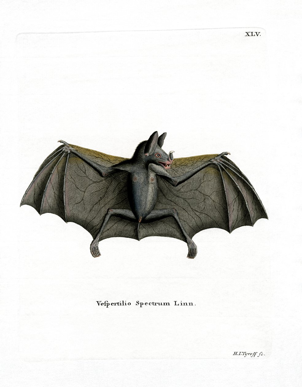 Spectral Bat (kolorowy grawerunek) autorstwa German School
