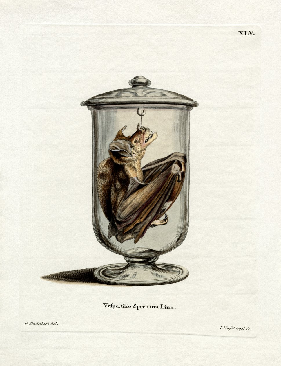 Spectral Bat (kolorowy grawerunek) autorstwa German School