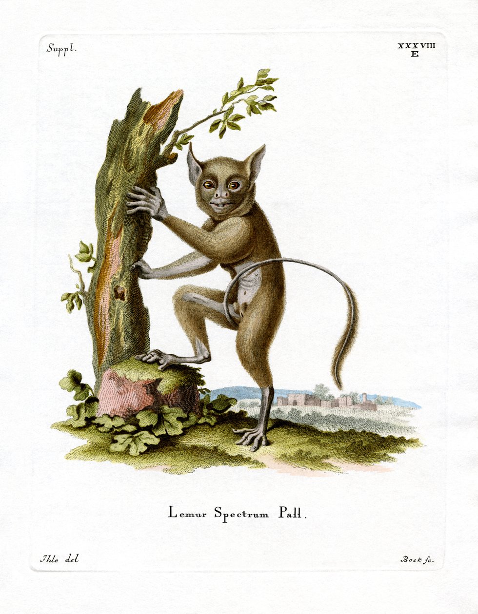 Spectral Tarsier (kolorowy grawerunek) autorstwa German School