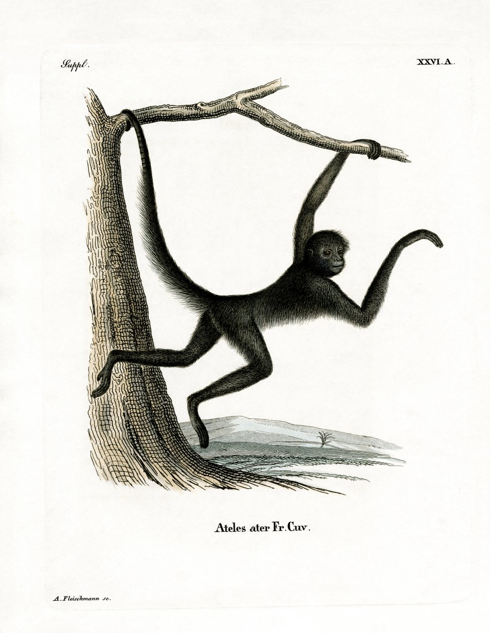 Spider Monkey (kolorowy grawerunek) autorstwa German School