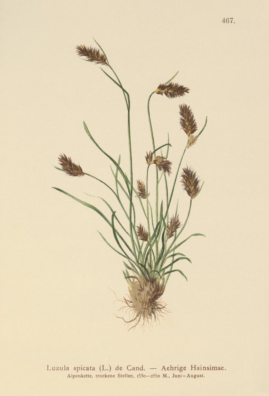 Kolczasty Woodrush (Luzula spicata) autorstwa German School