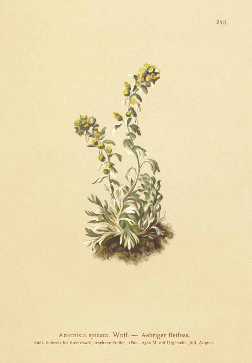 Kolczasty piołun (Artemisia spicata, Artemisia bocconei, Artemisia genipi) autorstwa German School