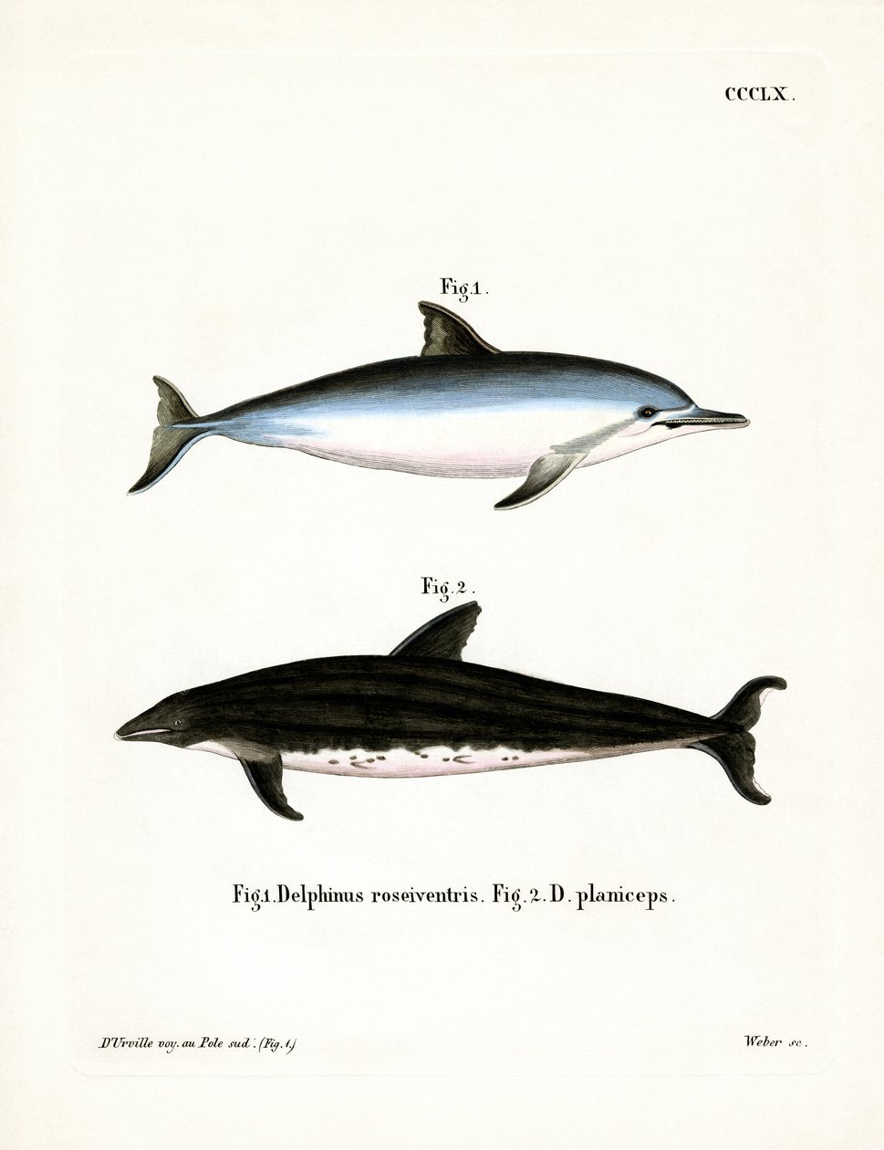 Spinner Dolphin (kolorowy grawerunek) autorstwa German School