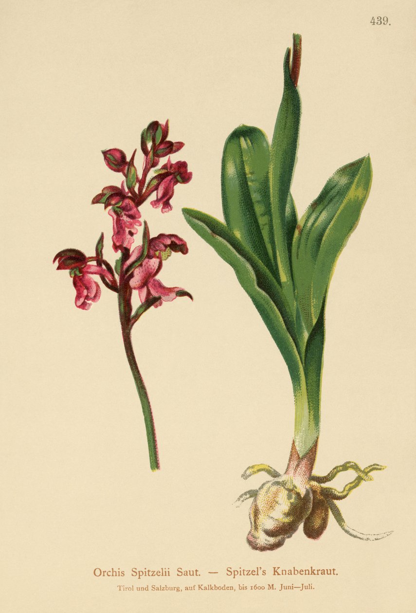 Szpice Orchidea (Orchis Spitzelii) autorstwa German School