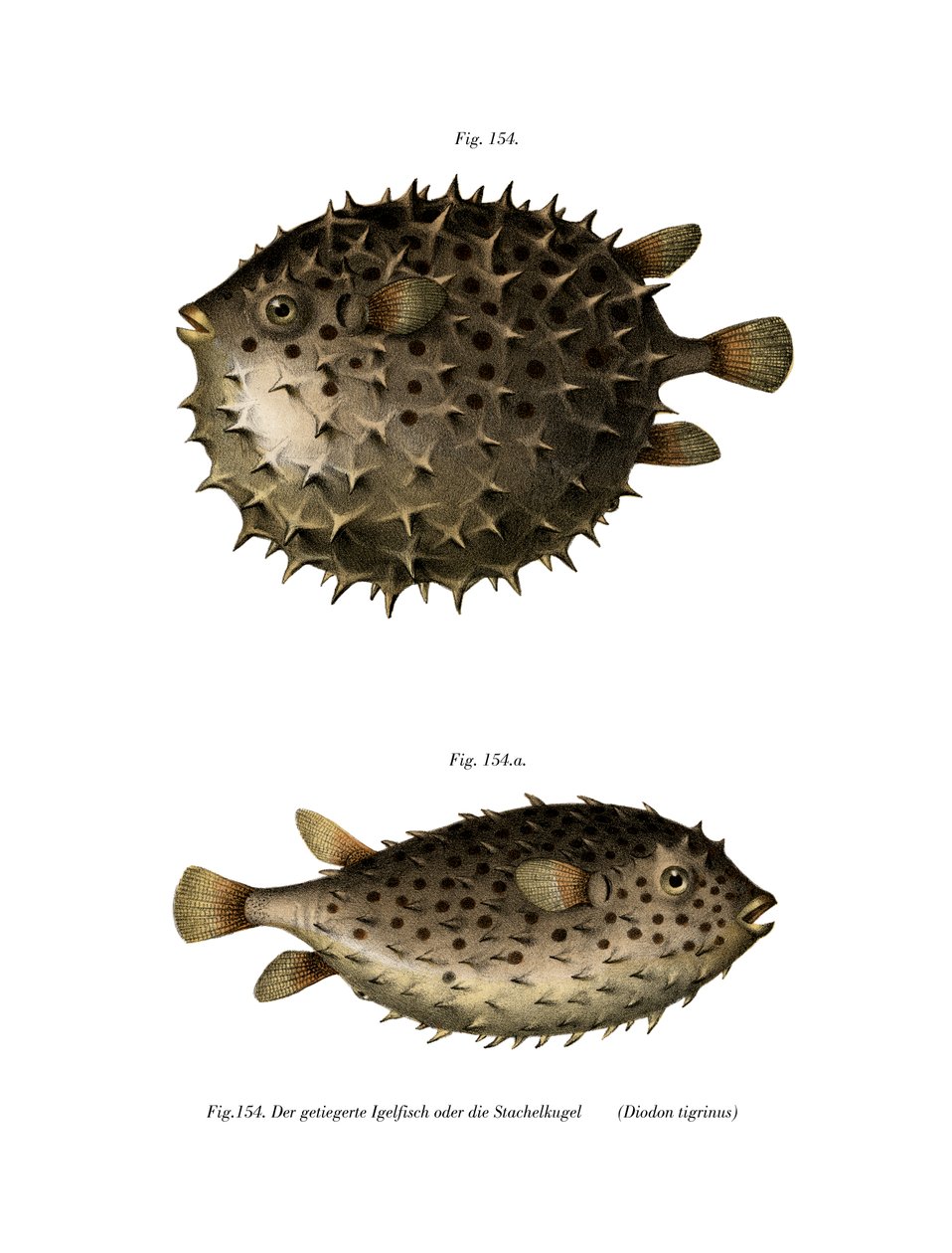 Spotfin Burrfish (kolor lito) autorstwa German School
