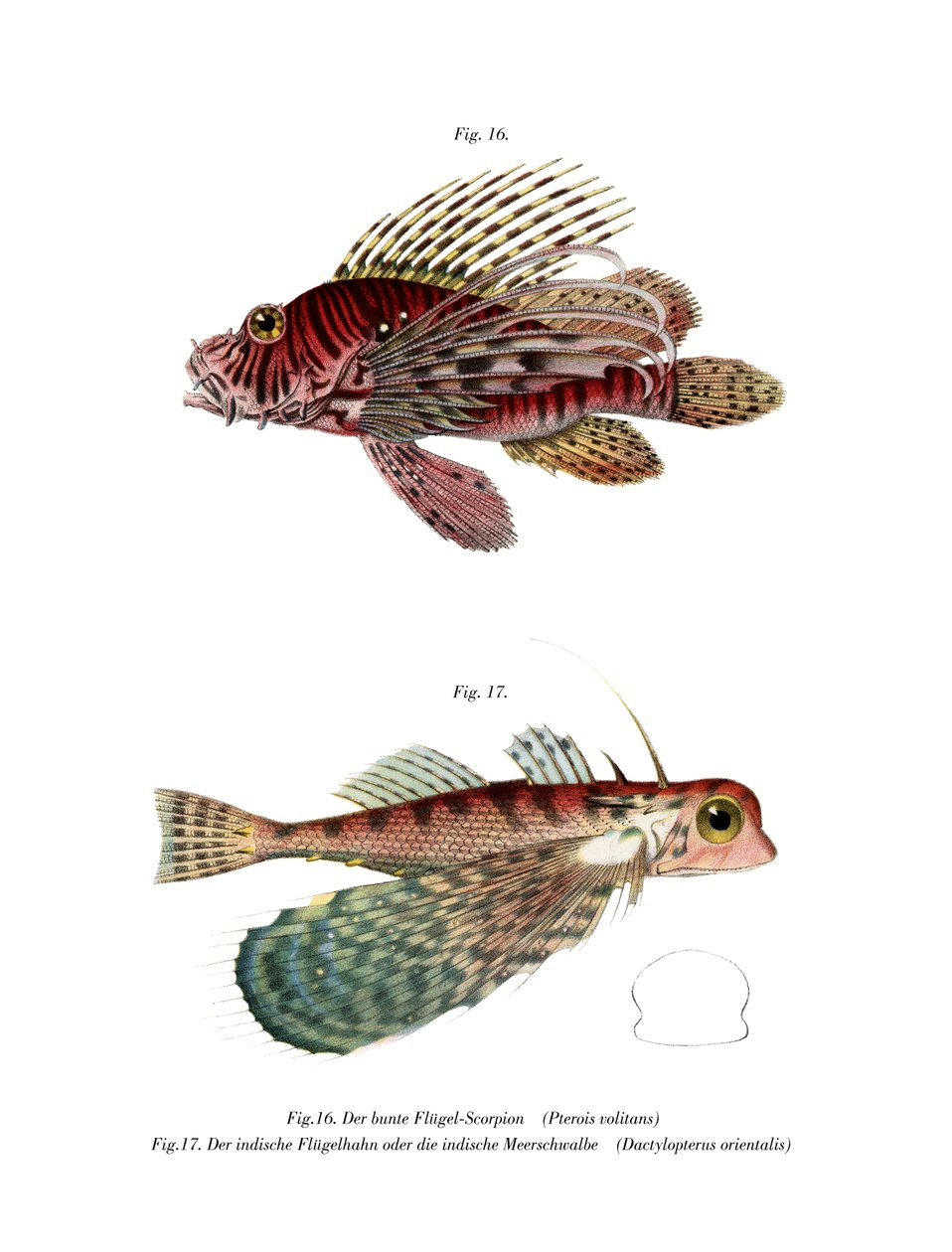 Spotfin Lionfish (kolor lito) autorstwa German School