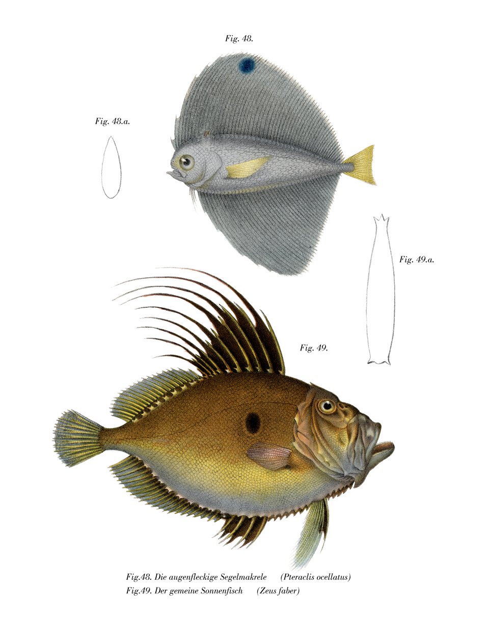 Cętkowany Fanfish (kolor lito) autorstwa German School