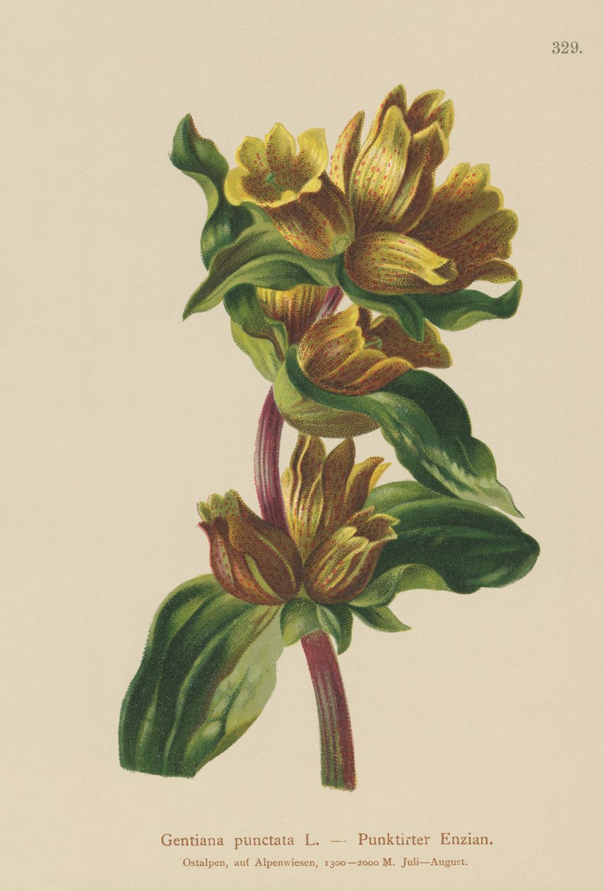 Goryczka plamista (Gentiana punctata) autorstwa German School