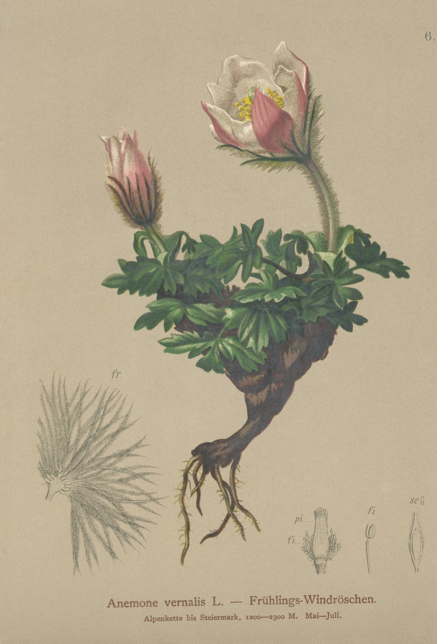 Wiosenny zawilec (Anemone vernalis, Pulsatilla vernalis) autorstwa German School