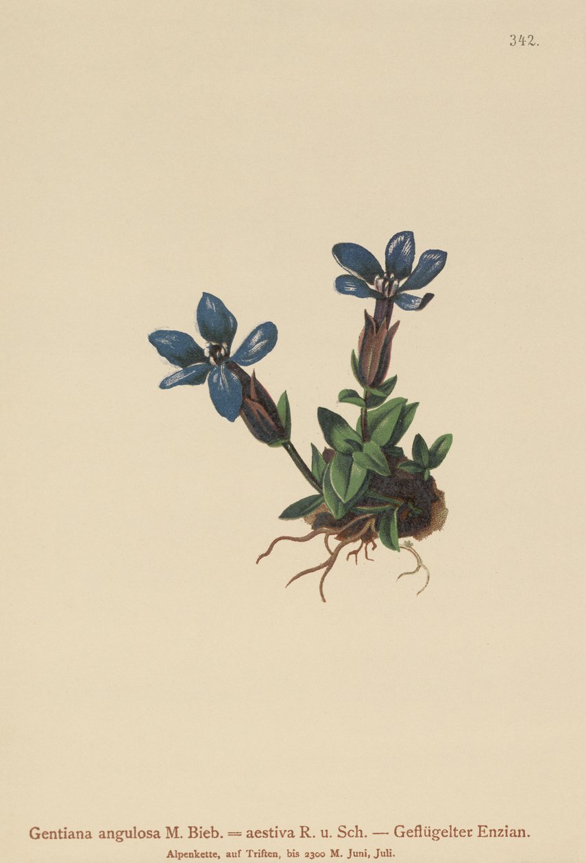 Goryczka wiosenna (Gentiana verna, Gentiana angulosa, Gentiana aestiva) autorstwa German School