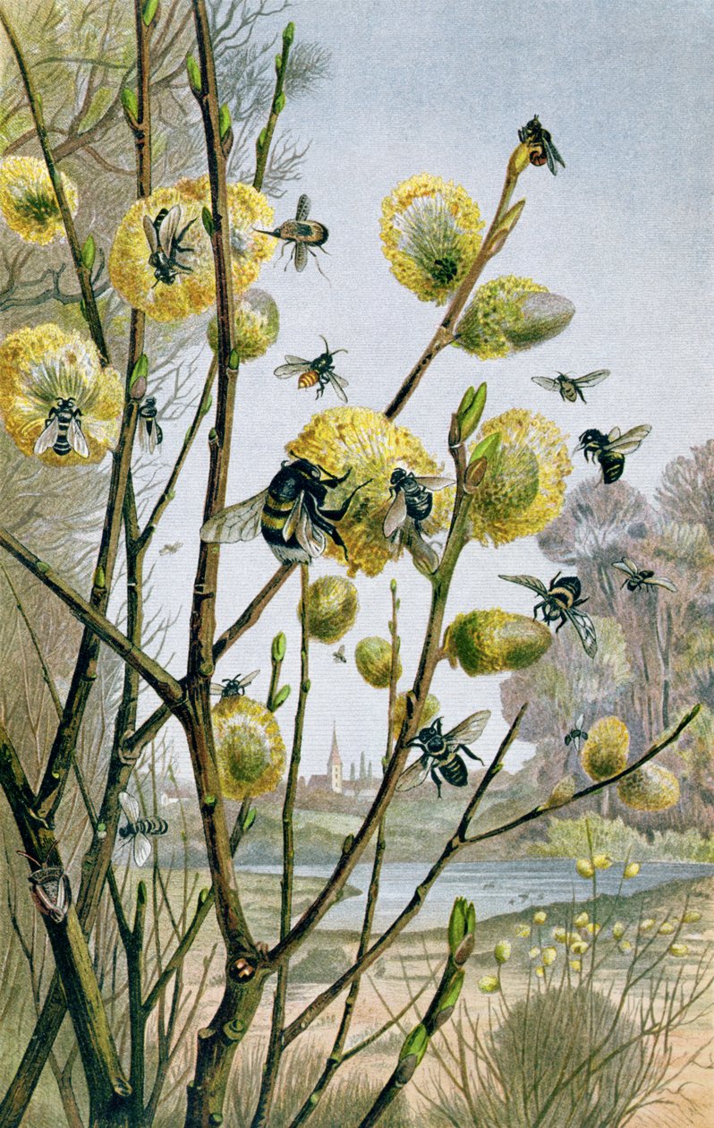Wiosna w świecie owadów, tablica z Brehms Tierleben: Allgemeine Kunde des Tierreichs, t. 9, s. 216, wyd. Instytut Bibliograficzny, 1892 autorstwa German School