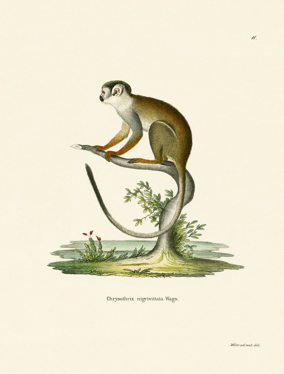 Squirrel Monkey (kolorowy grawerunek) autorstwa German School