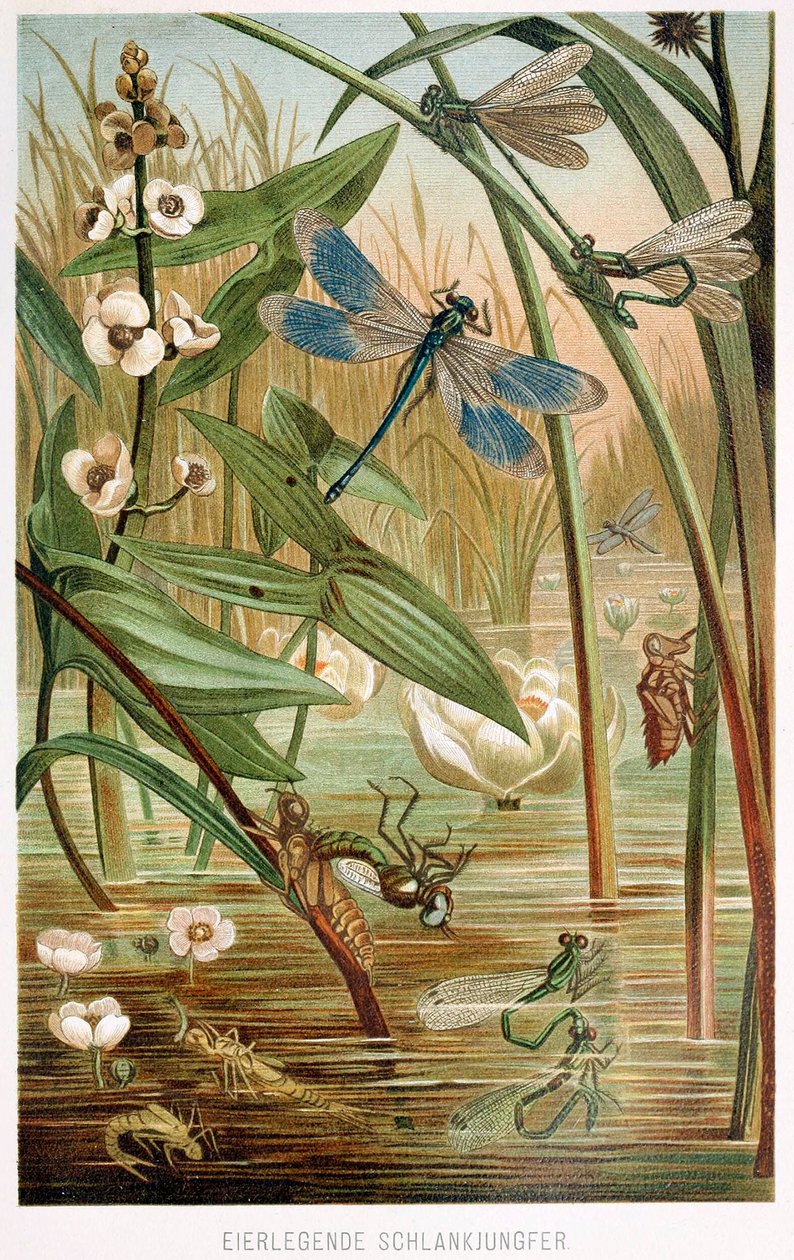 Etapy rozwoju ważki równoskrzydłej, Brehms Tierleben, wyd. Kolorowa litografia z lat 1860, 1860. autorstwa German School