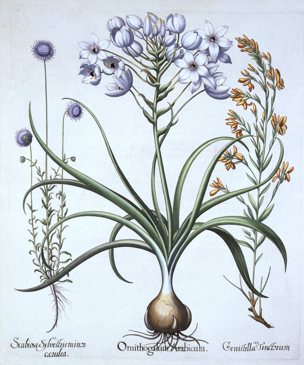 Gwiazda Betlejemska , z wędzidłem owiec o niebieskich kwiatach i farbiarzem Greenwoodem, z Hortus Eystettensis, autorstwa Basila Beslera (1561-1629), wyd. 1613 (grawerowanie ręcznie kolorowane) autorstwa German School