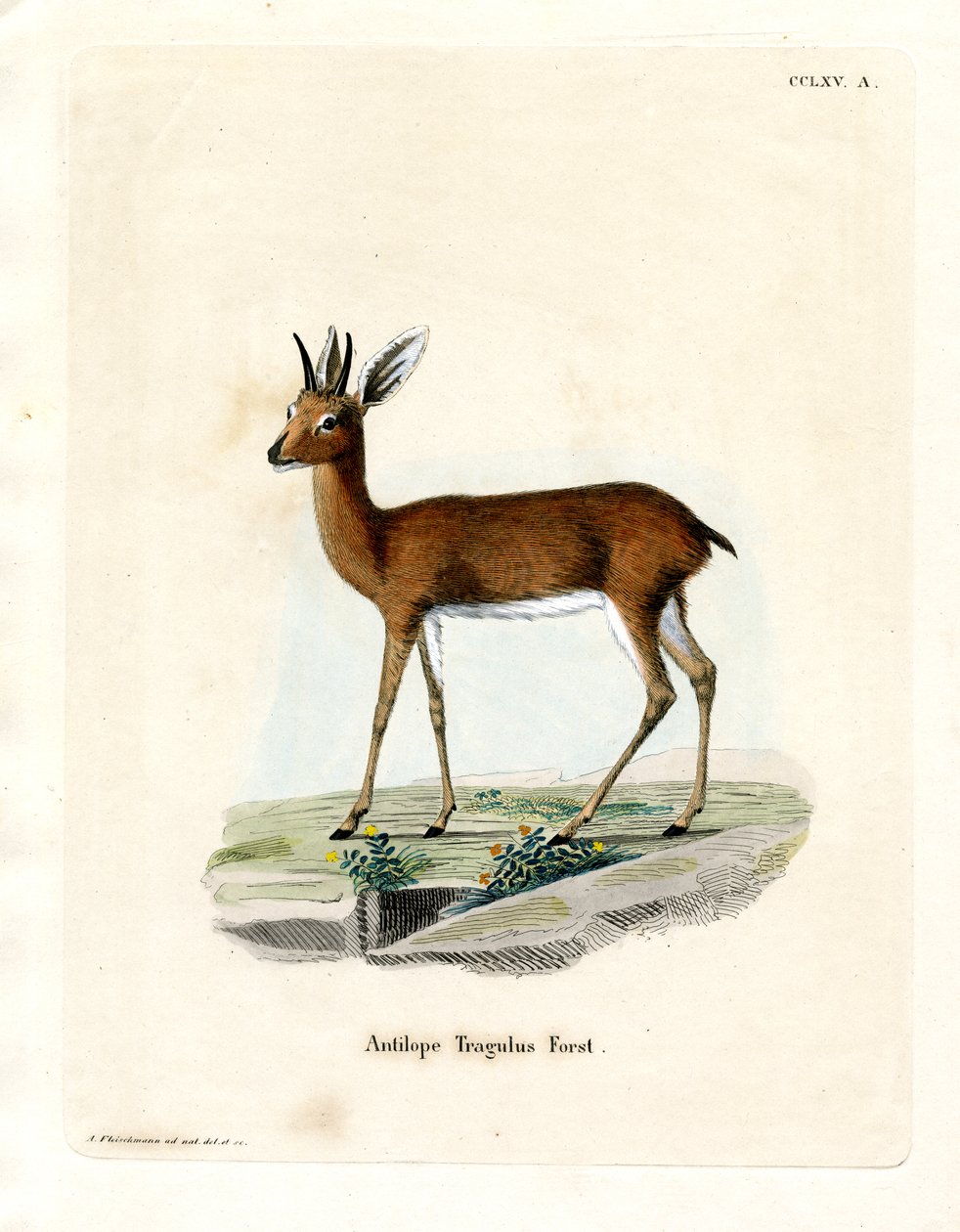Steenbok (kolorowy grawer) autorstwa German School