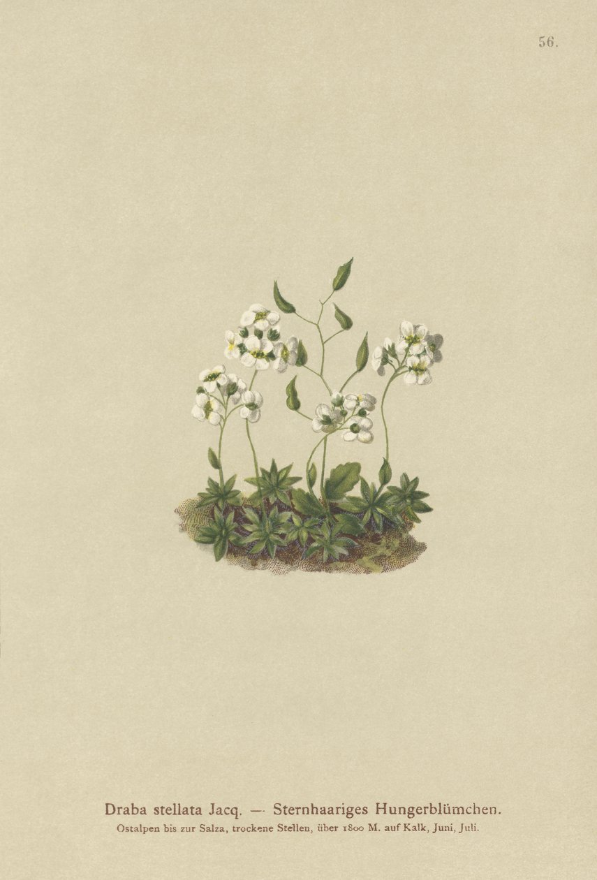 Trawa gwiaździsta (Draba stellata) autorstwa German School