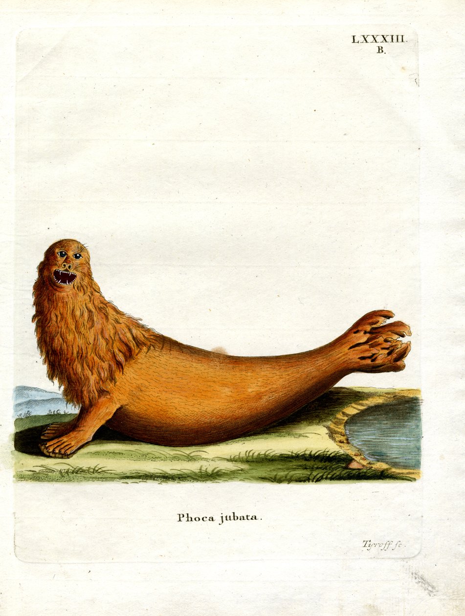 Steller Sea Lion (kolorowy grawerunek) autorstwa German School