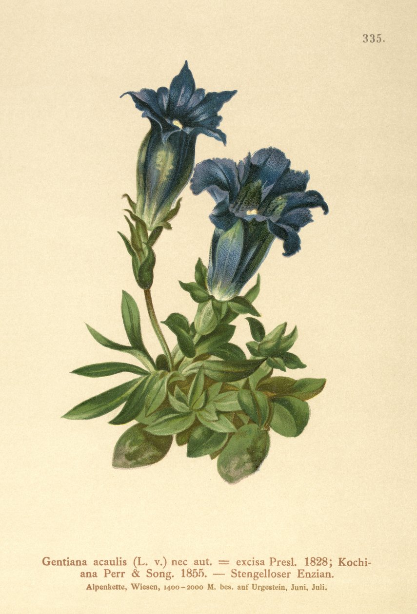 Gentiana bezłodygowa (Gentiana acaulis, Gentiana excisa) autorstwa German School