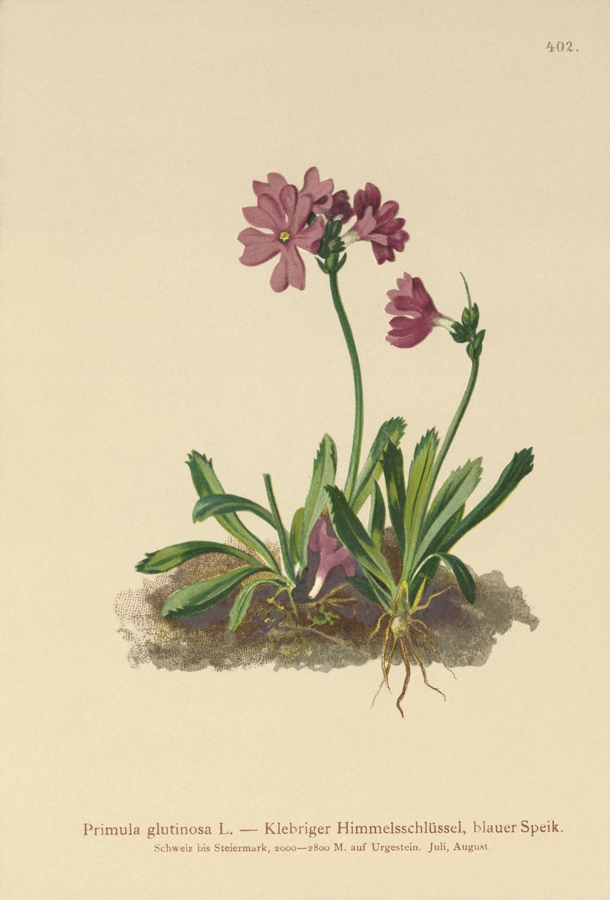 Lepki Wiesiołek (Primula glutinosa) autorstwa German School