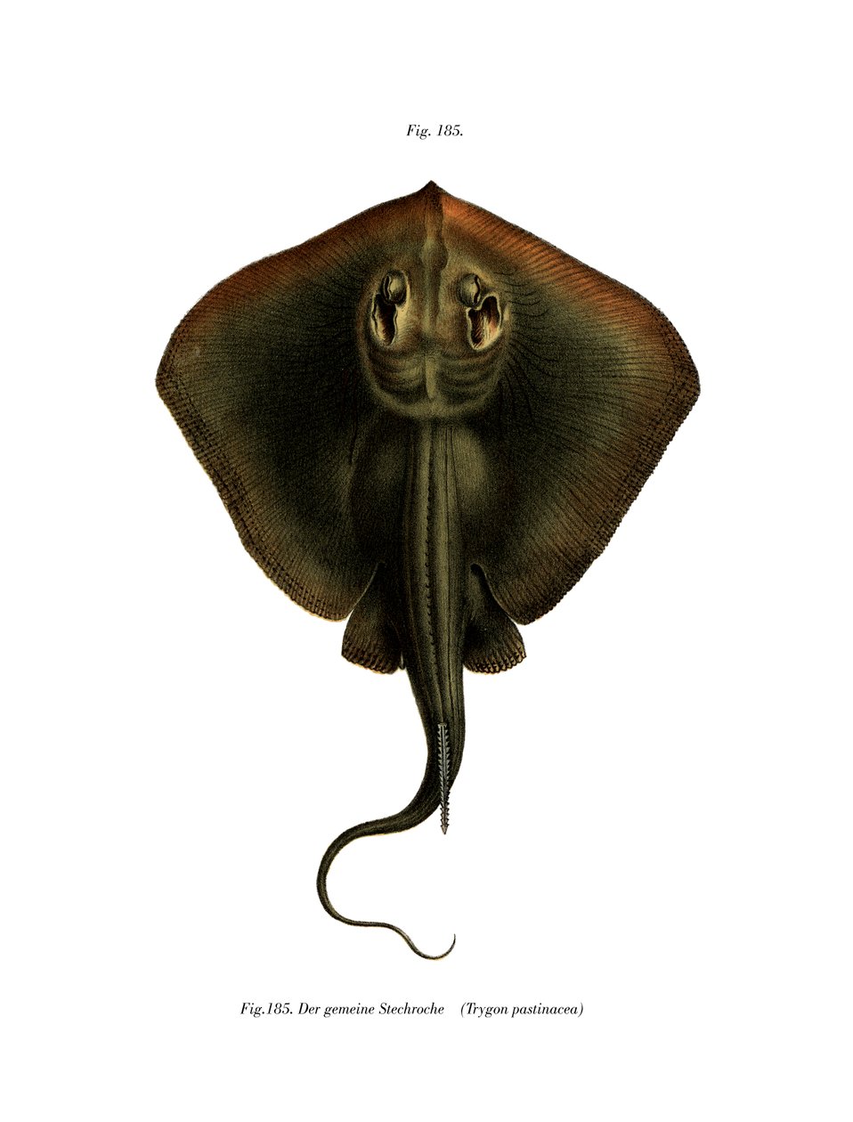 Sting Ray (kolor lito) autorstwa German School