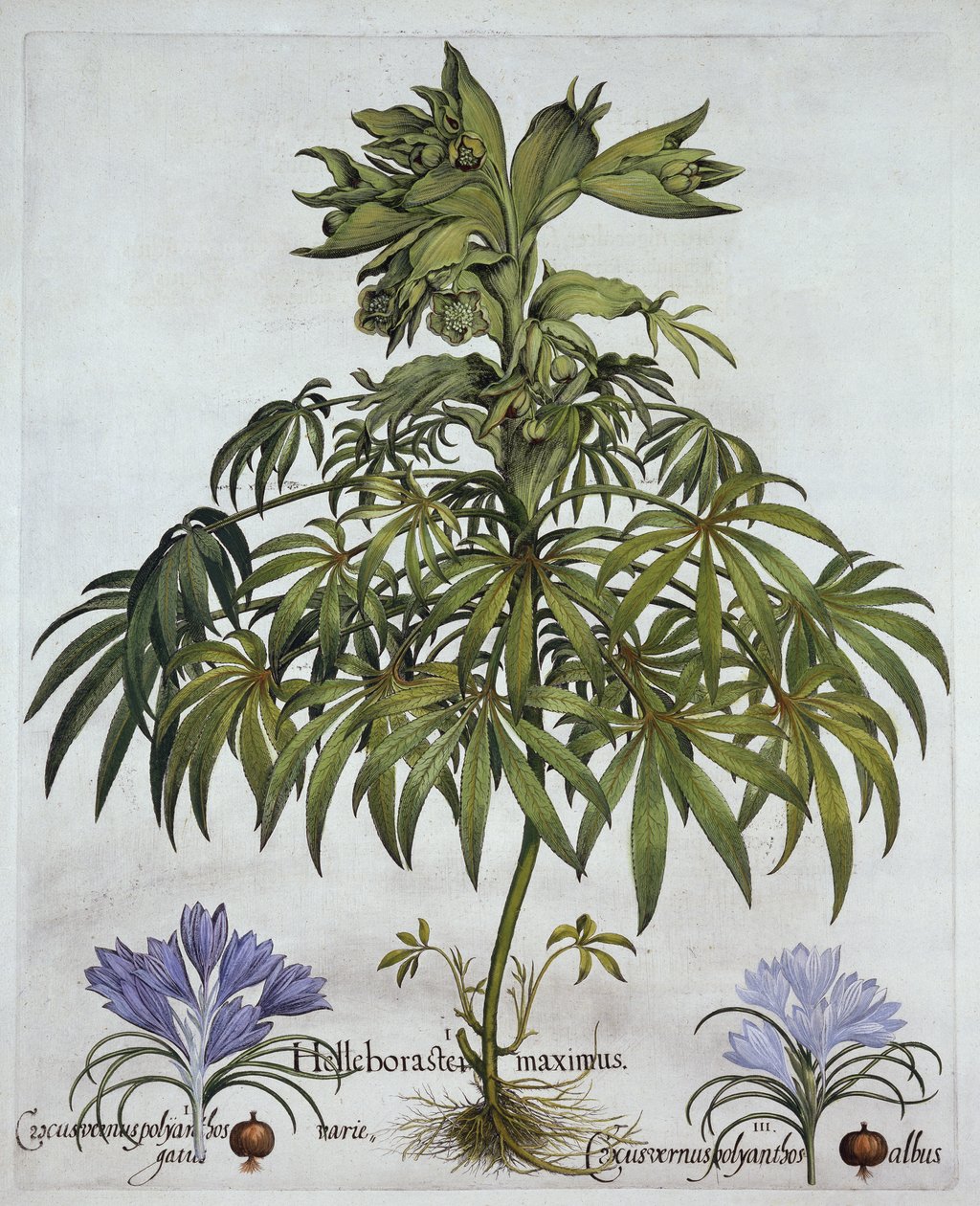Ciemiernik cuchnący i dwa rodzaje krokusów, z Hortus Eystettensis, Basil Besler (1561-1629), wyd. 1613 (grawerowanie ręcznie kolorowane) autorstwa German School