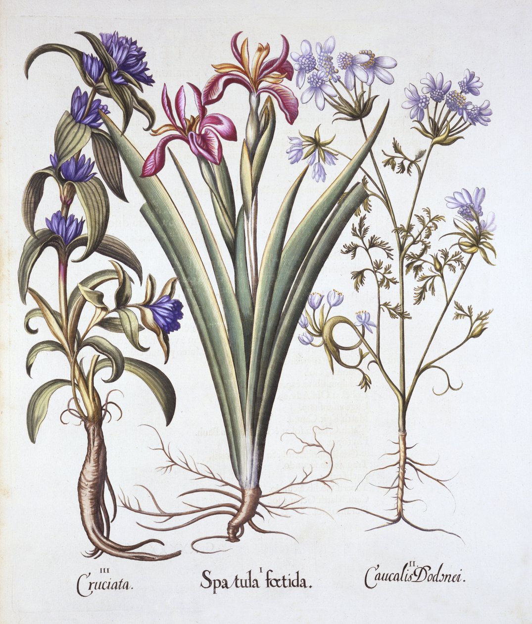 Stinking Iris, Orlaya i Crosswort Gentian, z Hortus Eystettensis, Basil Besler (1561-1629), wyd. 1613 (grawerowanie ręcznie kolorowane) autorstwa German School