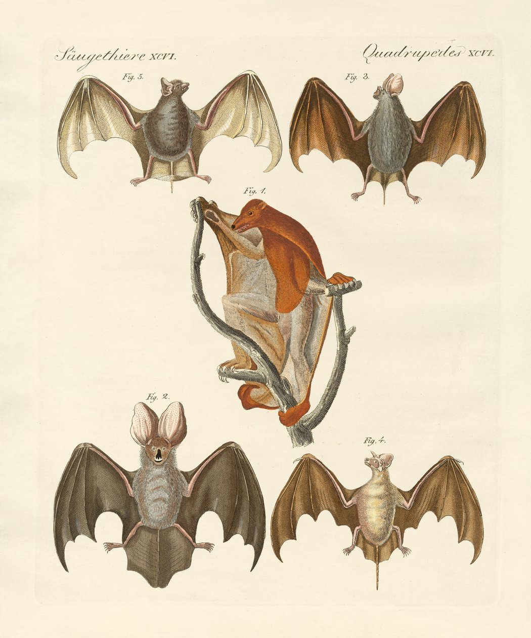 Dziwne chiroptera autorstwa German School