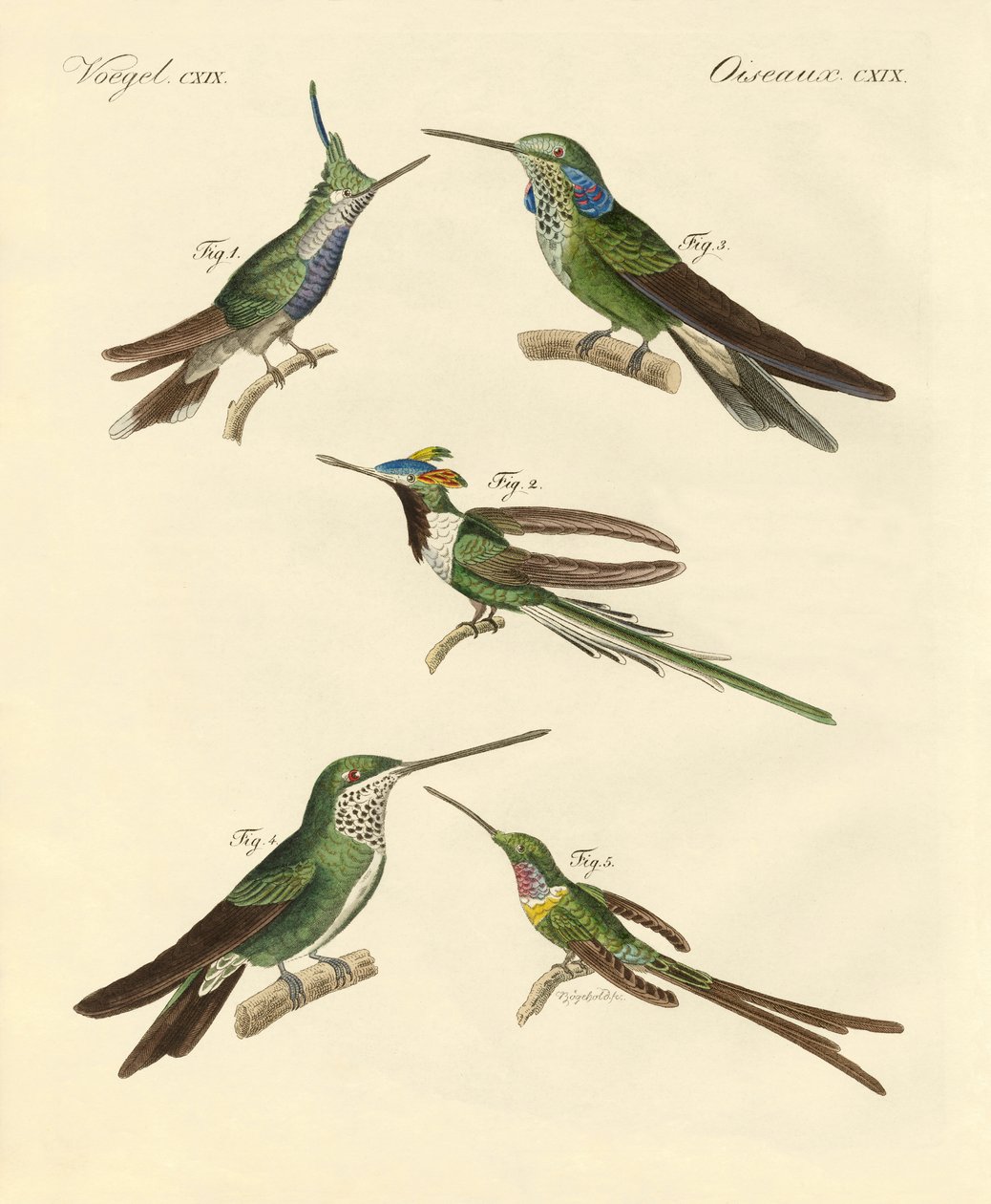 Dziwne kolibry (kolorowy grawerunek) autorstwa German School