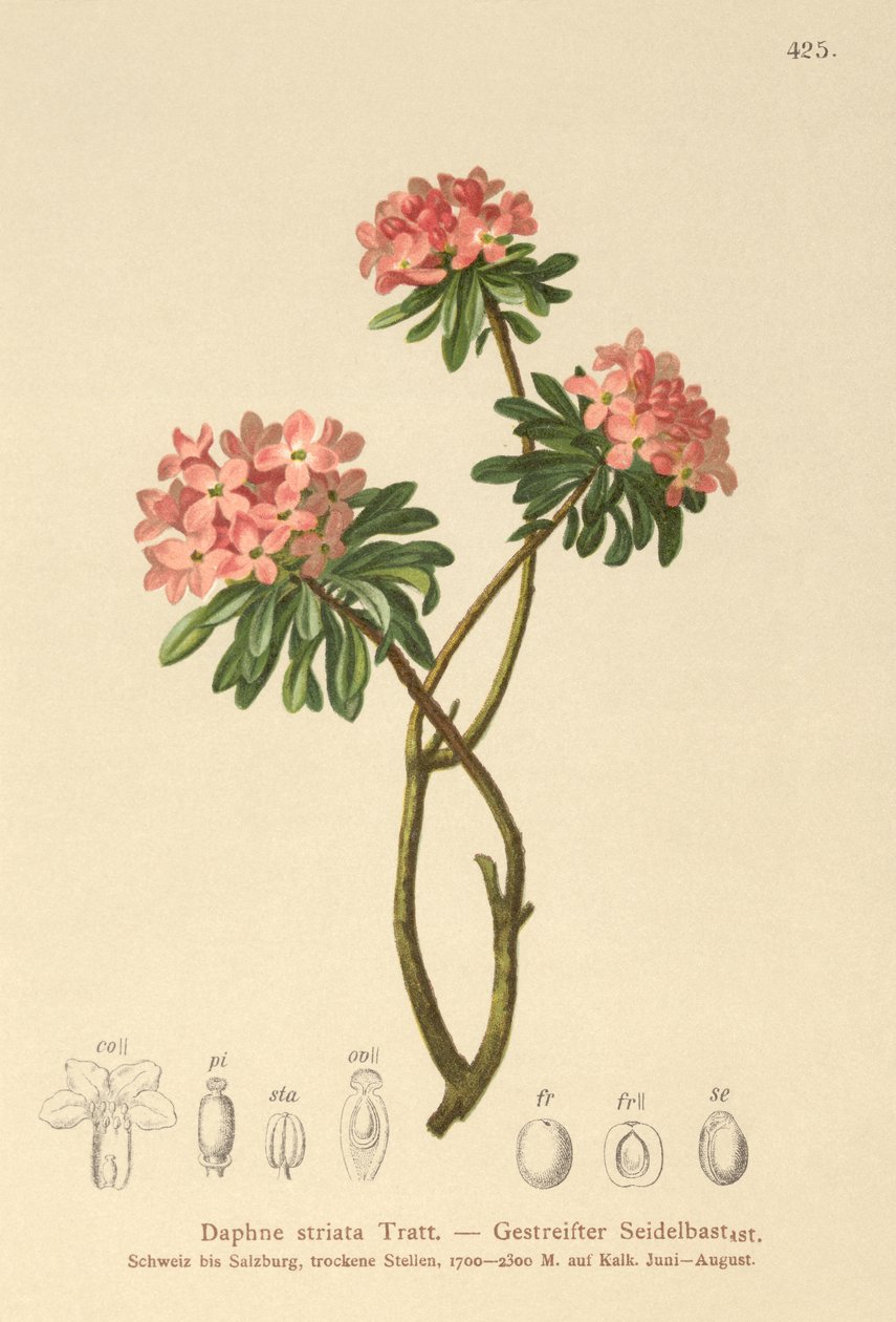 Wawrzynek prążkowany (Daphne striata) autorstwa German School