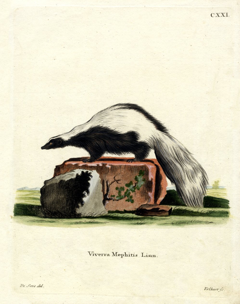 Striped Skunk (kolorowy grawerunek) autorstwa German School