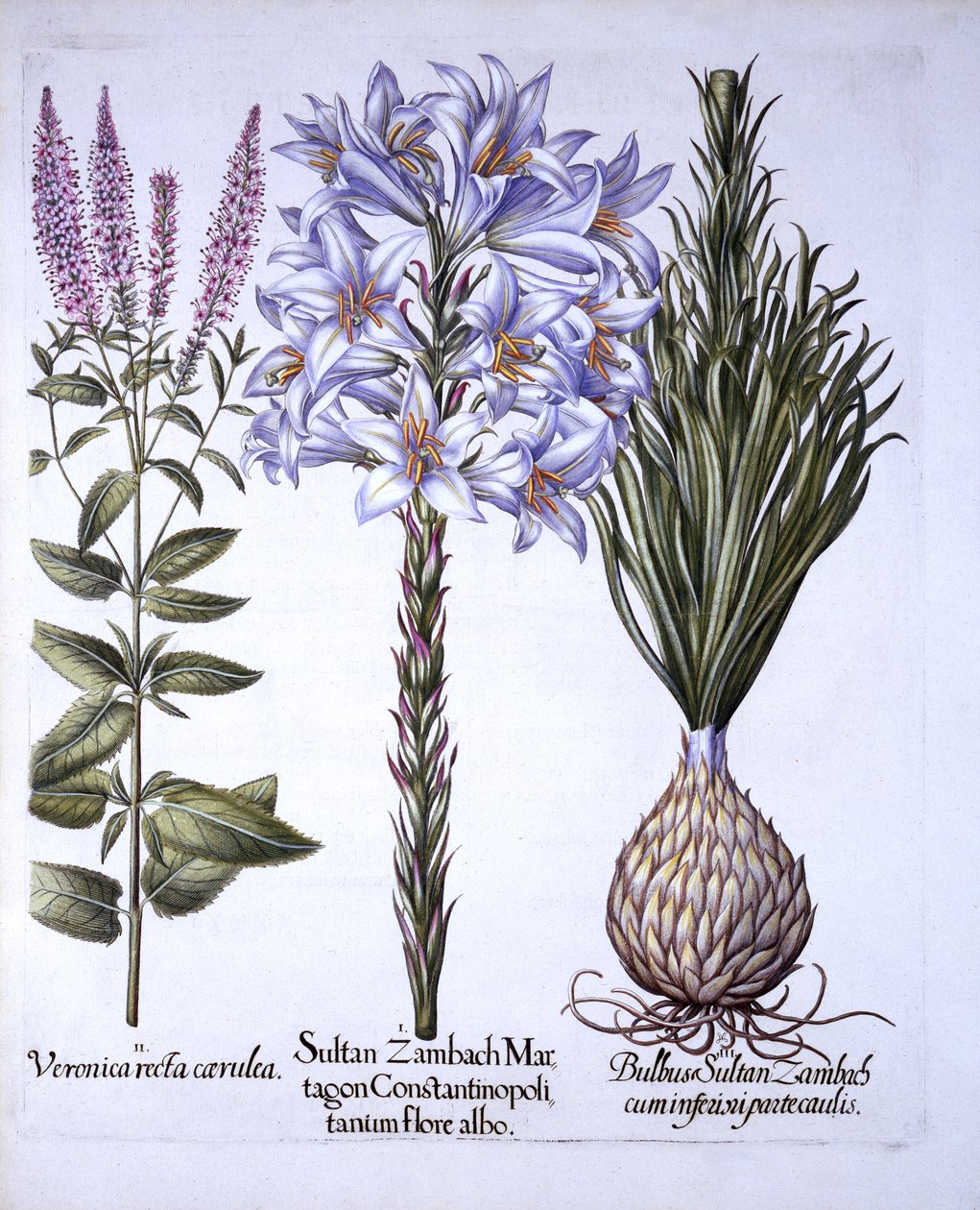 Sułtan Zambach Lily and Bulb, Veronica, z Hortus Eystettensis, Basil Besler (1561-1629), wyd. 1613 (grawerowanie ręcznie kolorowane) autorstwa German School