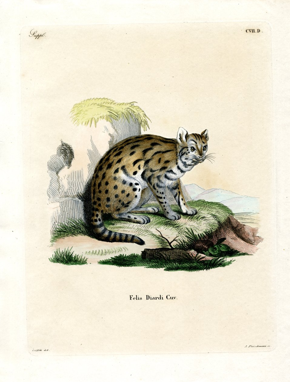 Sunda Clouded Leopard (kolorowy grawerunek) autorstwa German School