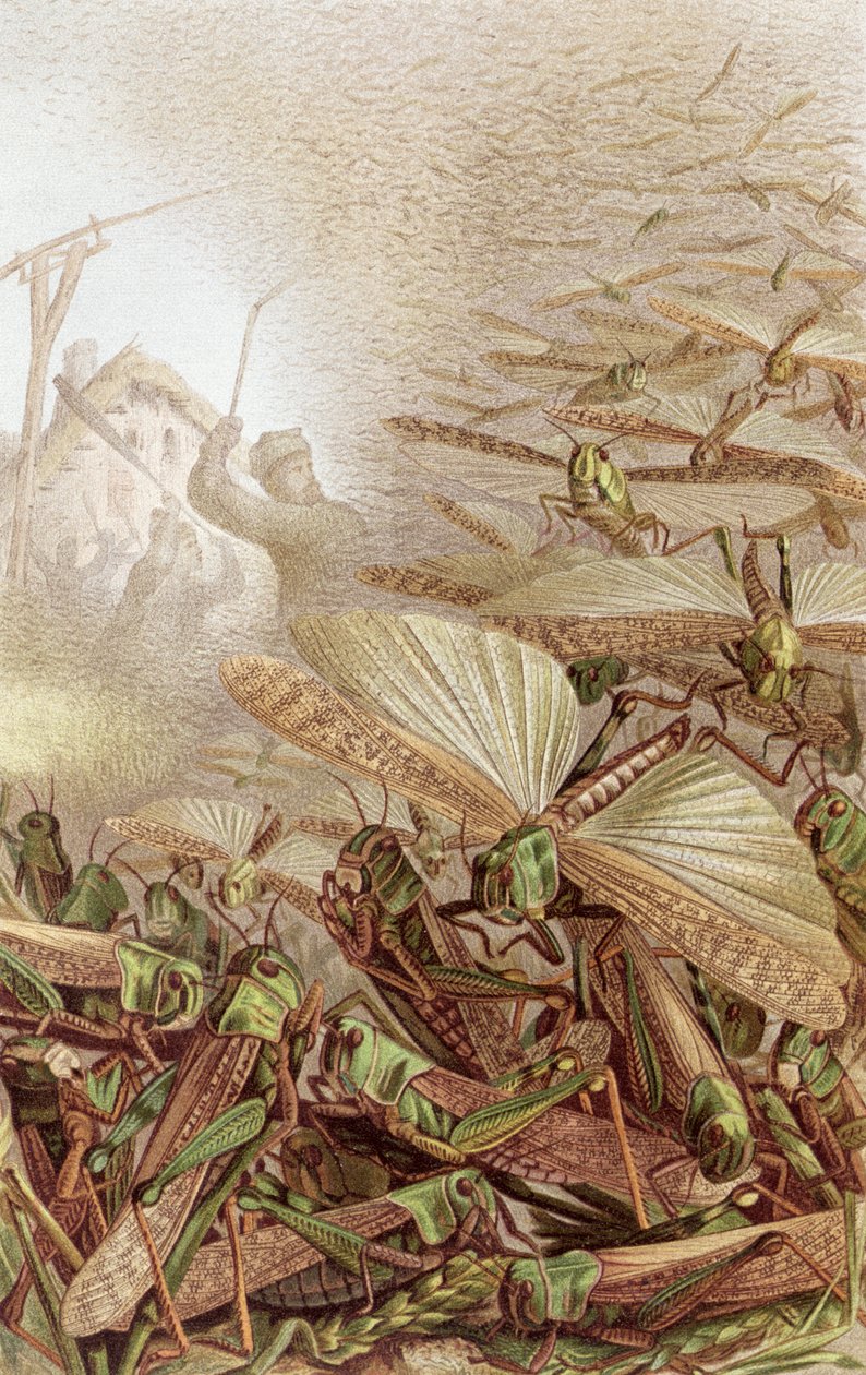 Rój szarańczy wędrownej, płyta z Brehms Tierleben: Allgemeine Kunde des Tierreichs, vol.9, s.592, wydana przez Instytut Bibliograficzny, 1892 autorstwa German School