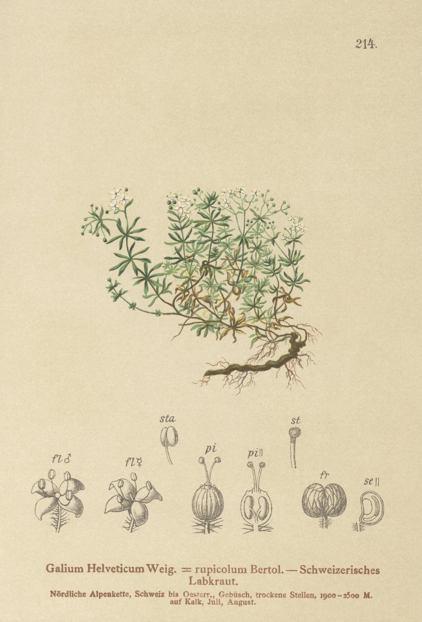 Szwajcarska Bedstraw (Swiss Galium, Galium rupicolum, Galium megalospermum) autorstwa German School