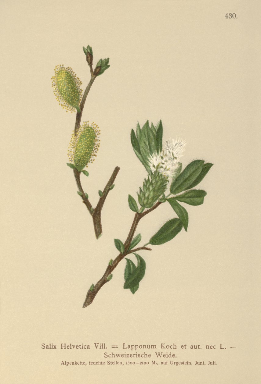 Wierzba Szwajcarska (Salix Helvetica, Salix Lapponum) autorstwa German School