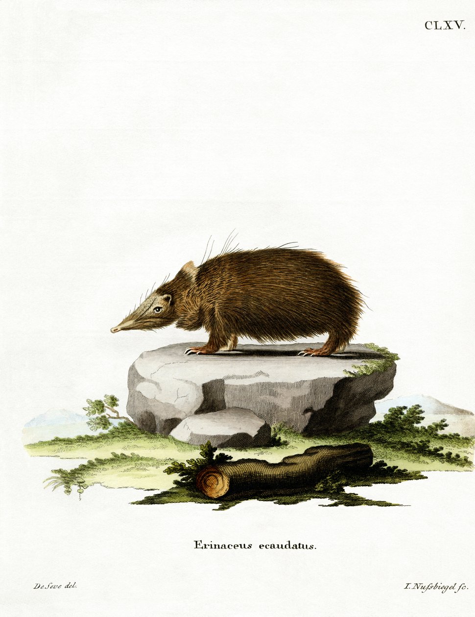 Tenrec bezogonowy (kolorowy grawerunek) autorstwa German School