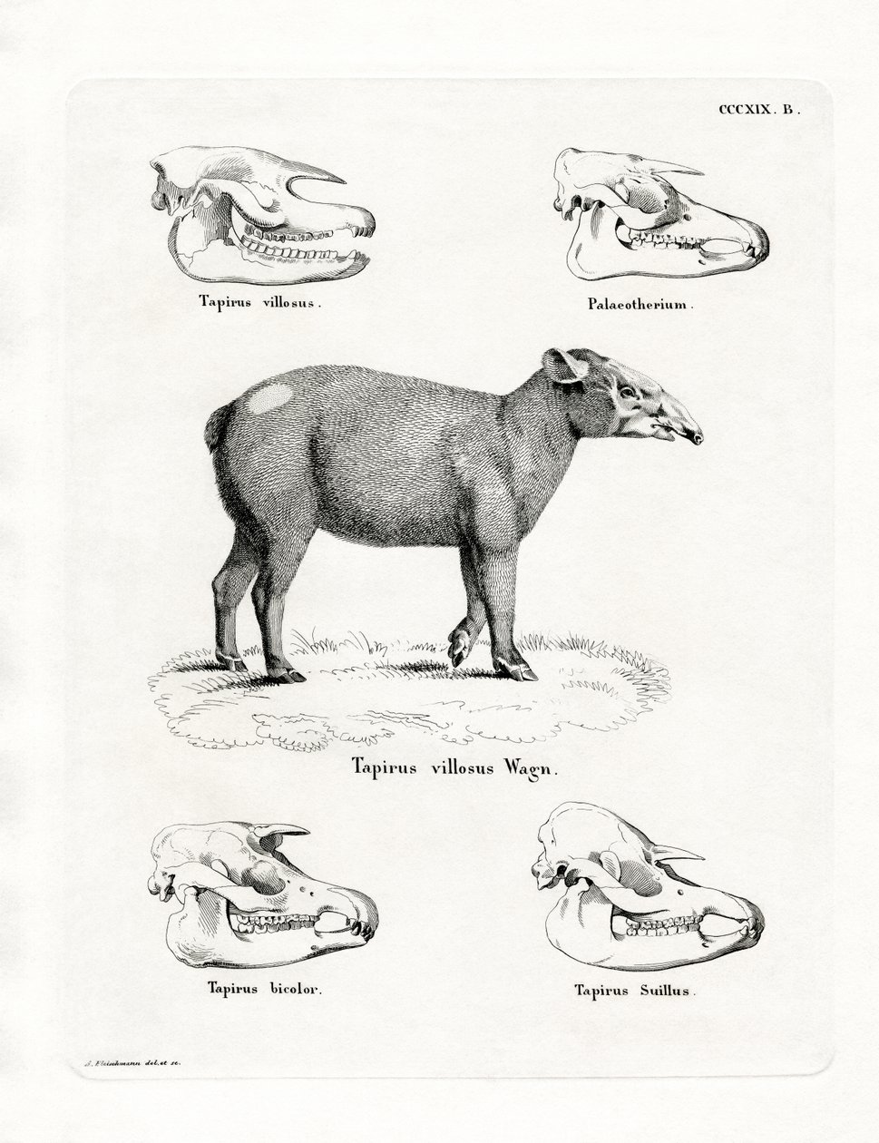 Tapir Skulls (kolorowy grawerunek) autorstwa German School