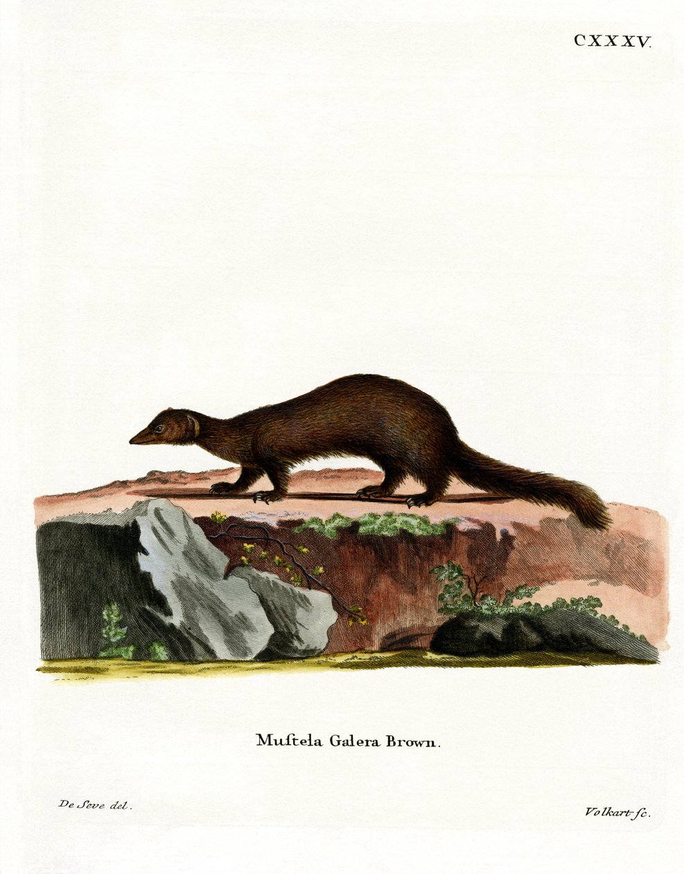 Tayra (kolorowy grawer) autorstwa German School