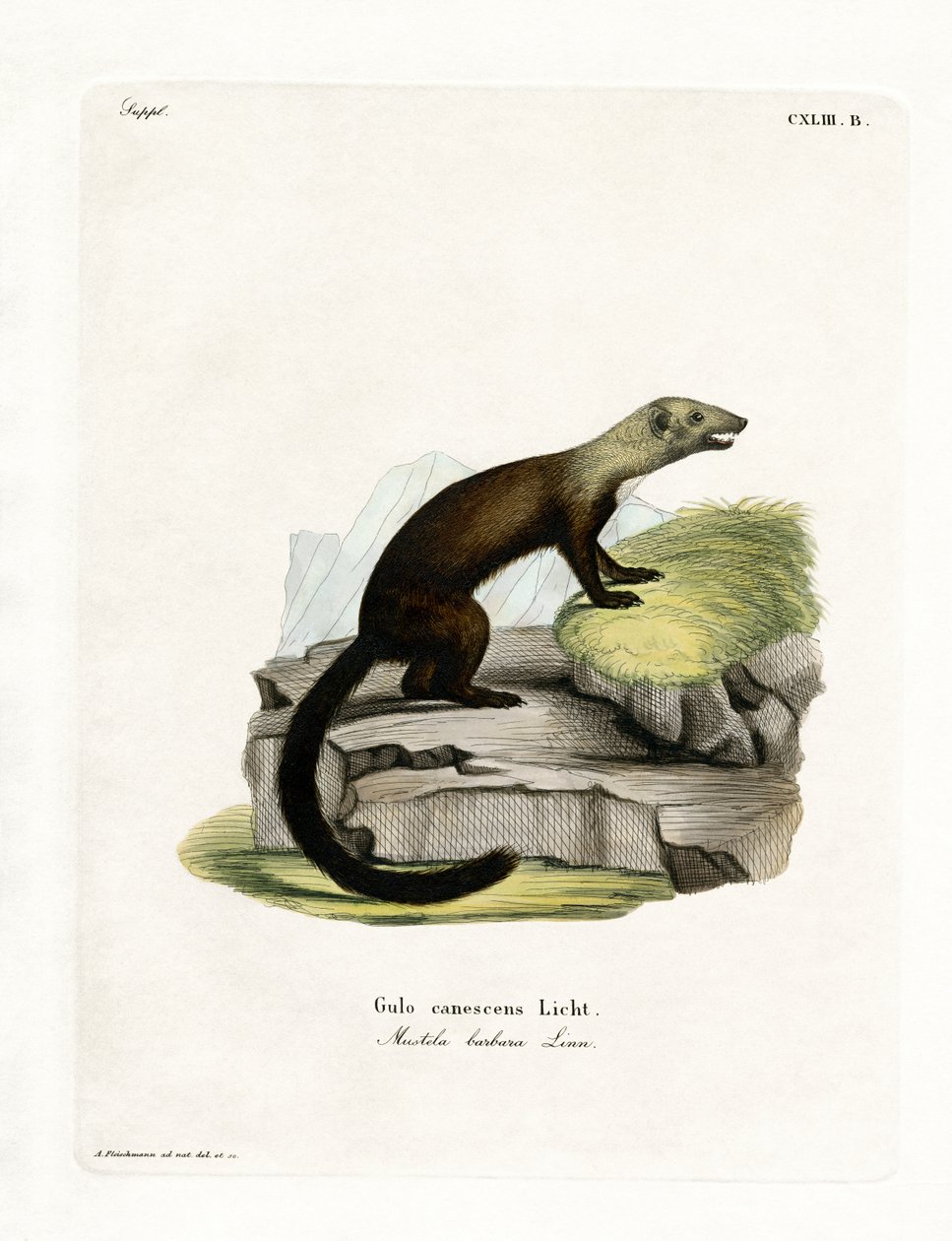 Tayra (kolorowy grawer) autorstwa German School