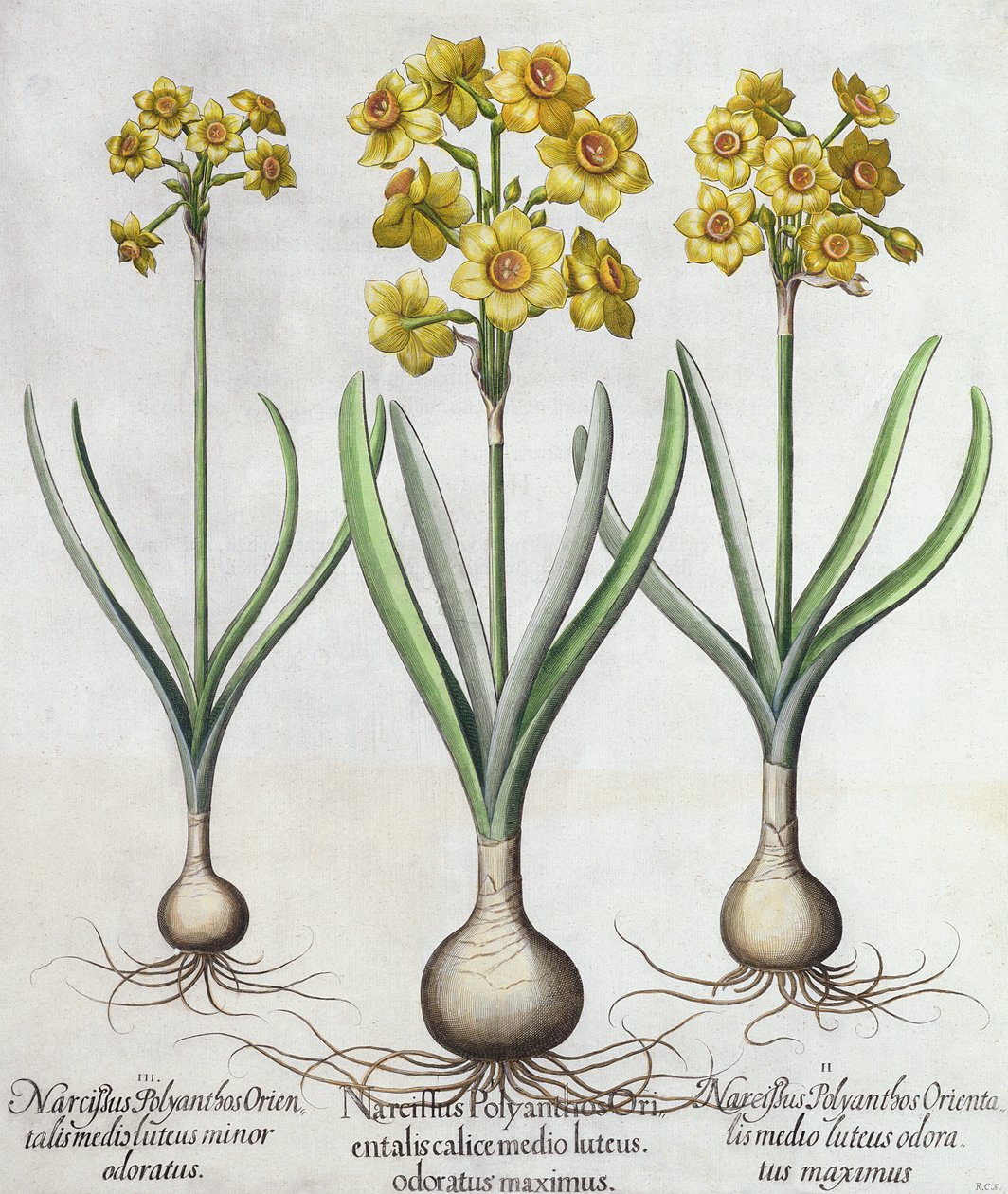 Tazetta Narcissi, z Hortus Eystettensis Basila Beslera (1561-1629), wyd. 1613 (ręcznie kolorowane grawerowanie) autorstwa German School