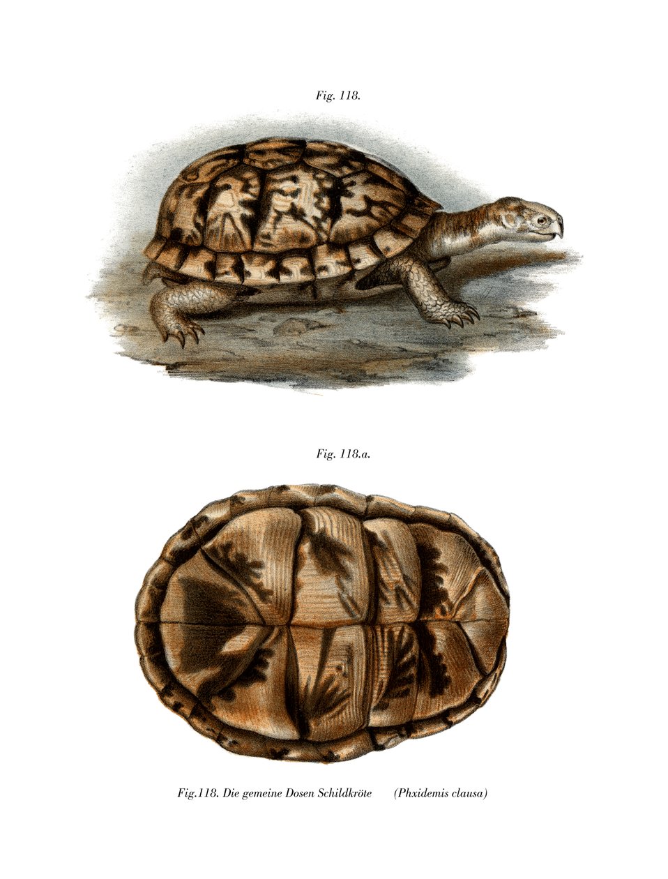 Terrapin (kolor lito) autorstwa German School