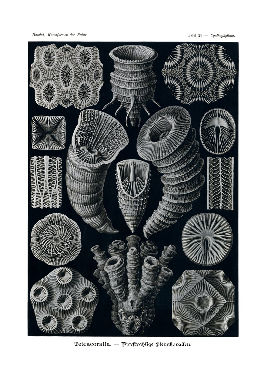 Tetracoralla, 1899-1904 autorstwa German School